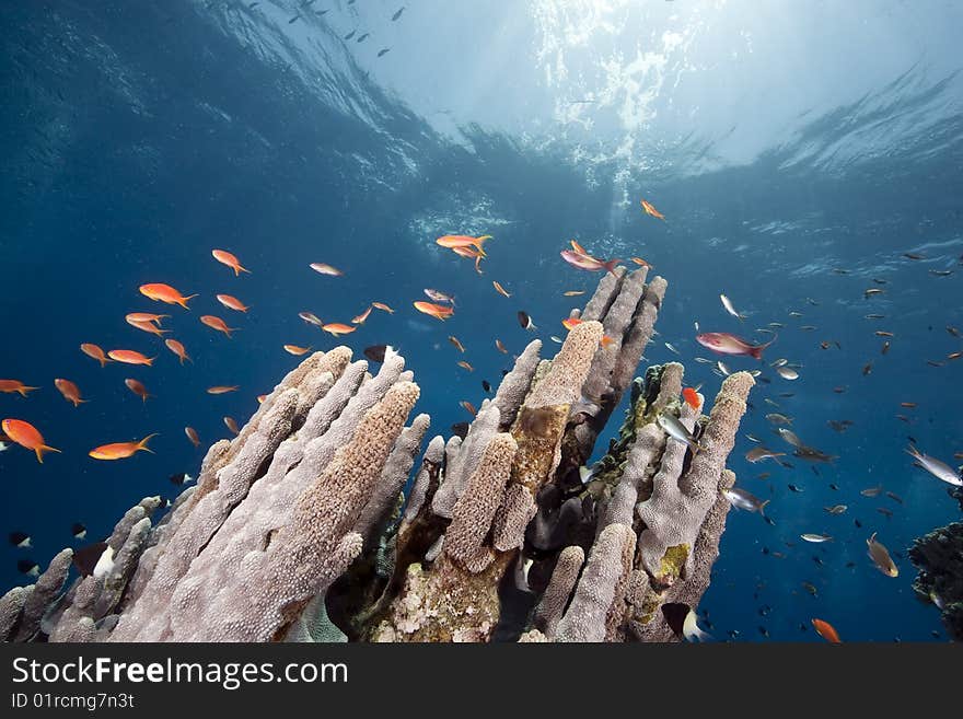 Ocean, coral and sun taken in the red sea.