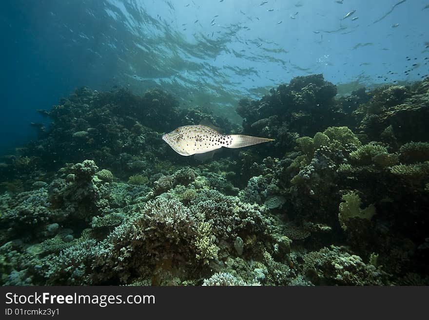 Ocean, Coral And Scrawled Filefish