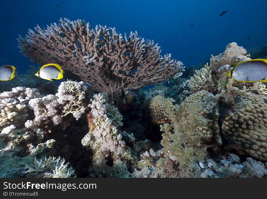 Ocean, coral and fish taken in the red sea.