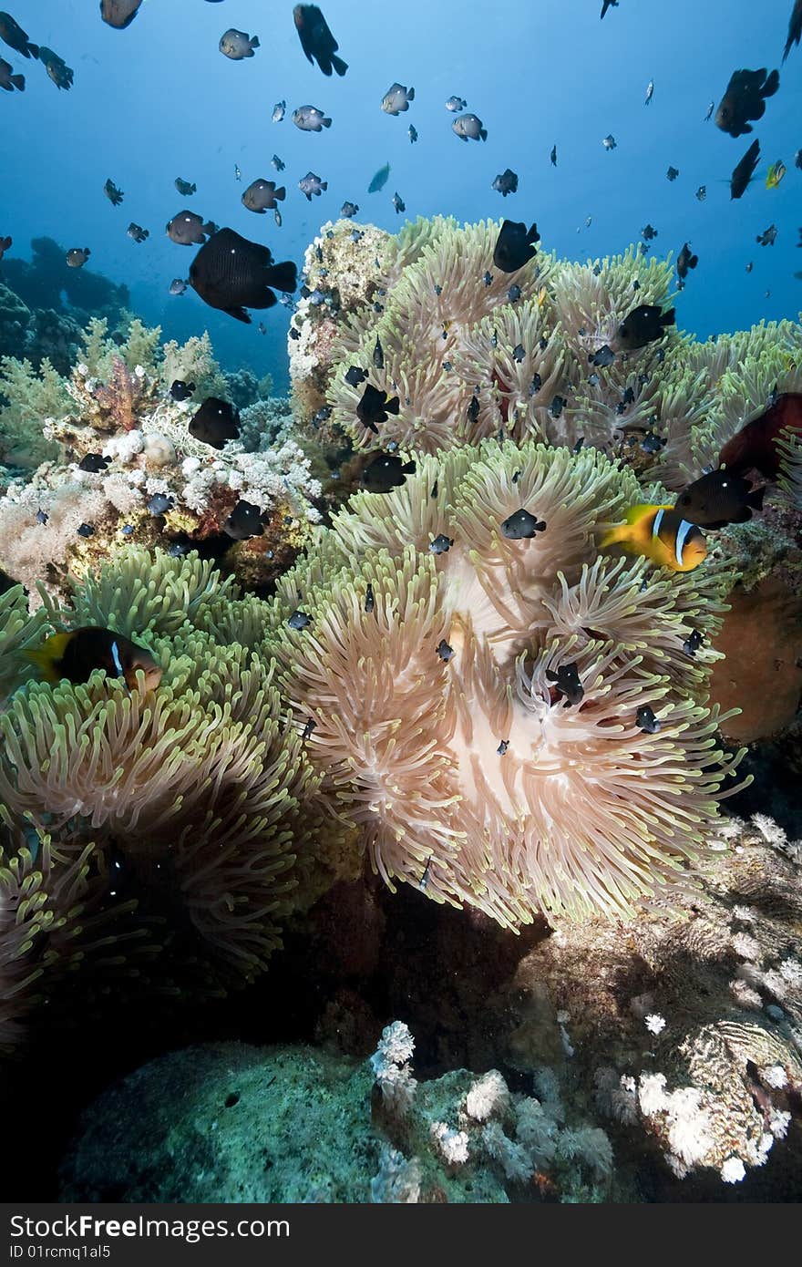 Ocean, coral and anemone