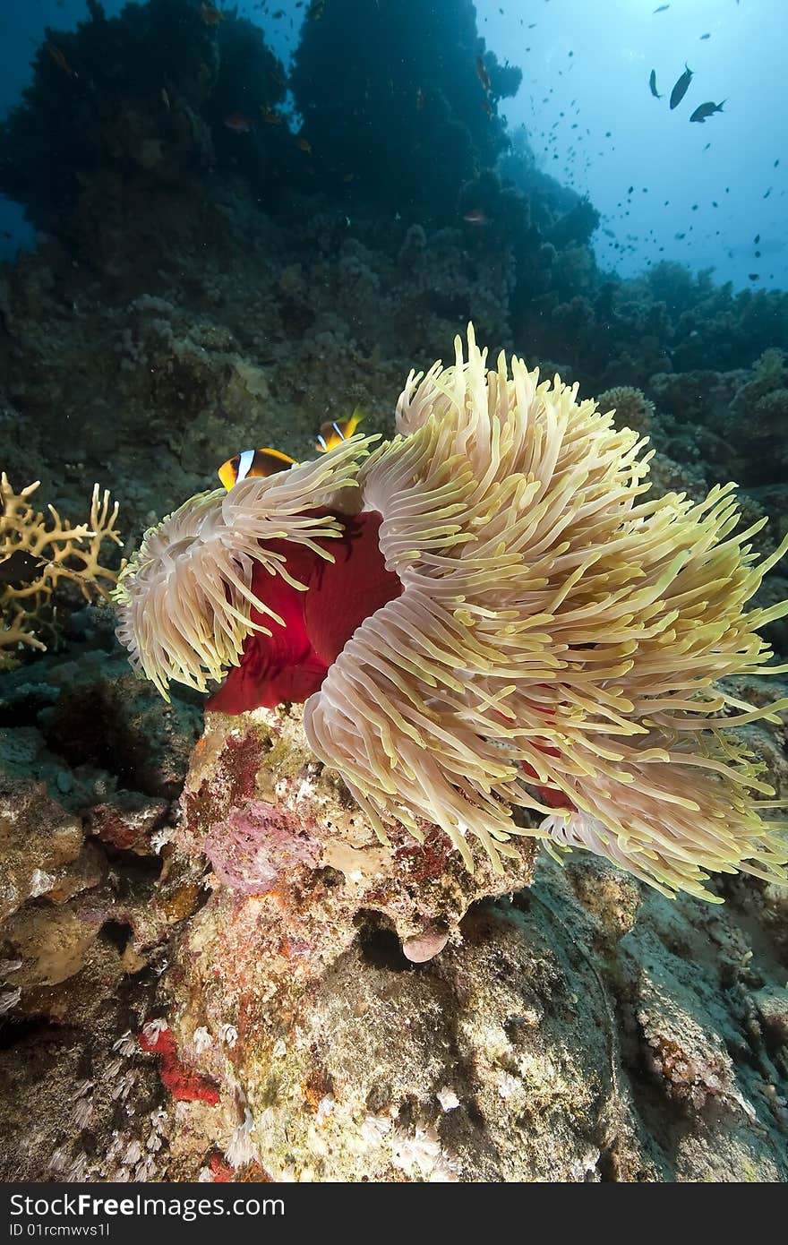 Ocean, coral and anemone