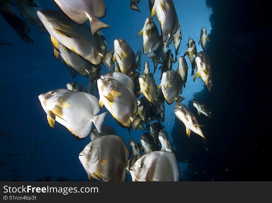 Ocean, coral and orbicular spadefish taken in the red sea.