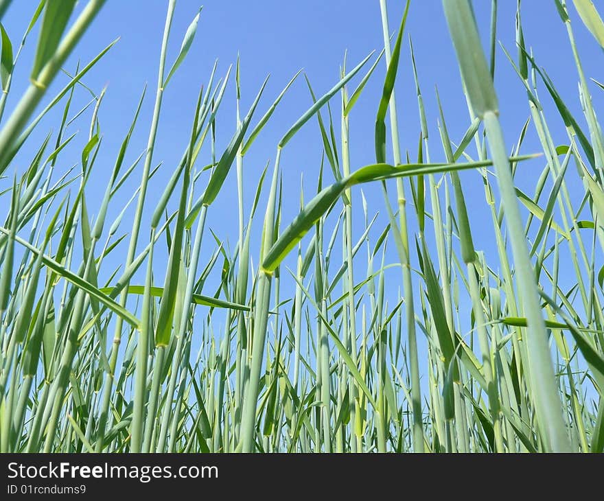 Rye Stalks On Clear Blue Sky