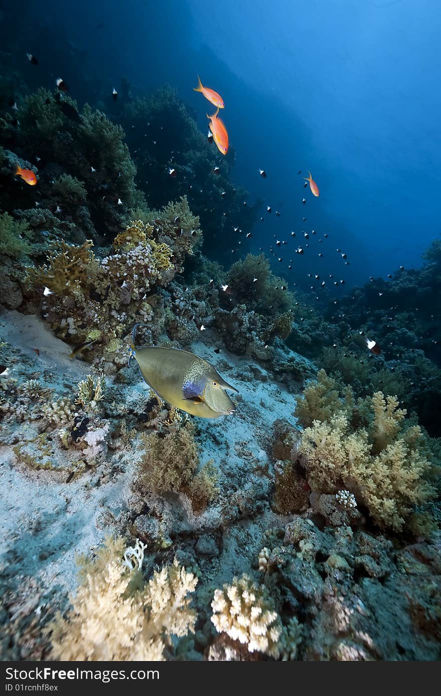 Ocean, coral and fish taken in the red sea.