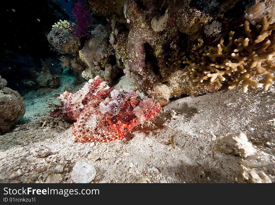 Ocean, Coral And Scorpionfish