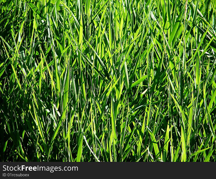 High grass on the bank of the river. High grass on the bank of the river