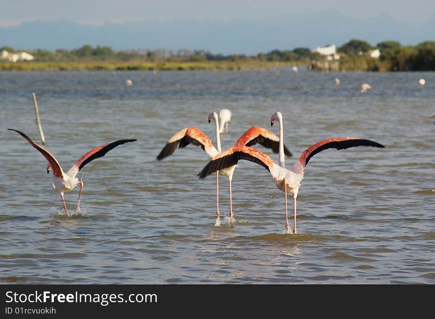 Flamingos Taking Off