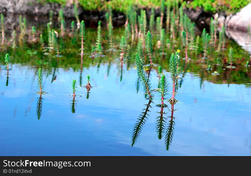 Flower reflected in the water. Flower reflected in the water