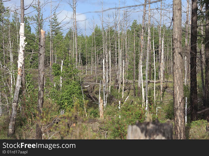 Forest with white clouds and blue sky above