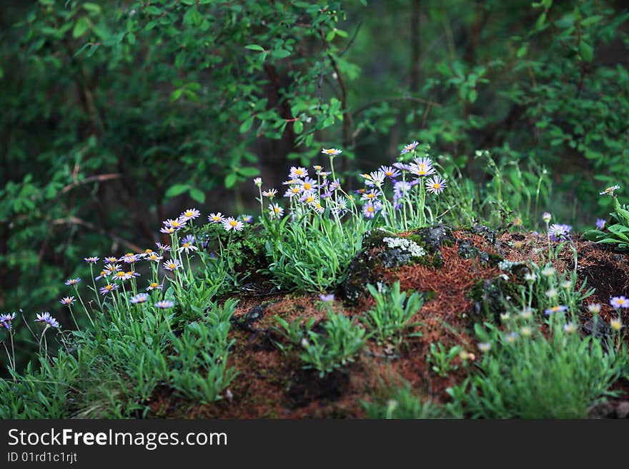 Flowers blooming in forest ,china