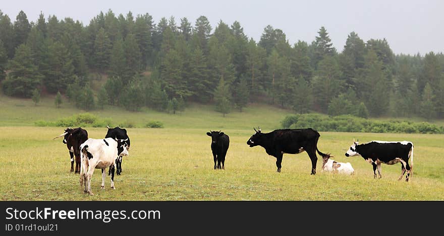 Cows on grassland ,neimenggu,china