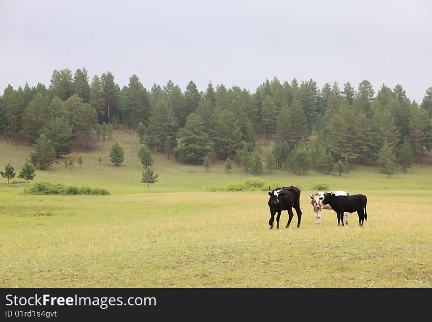 Cows on grassland ,neimenggu,china