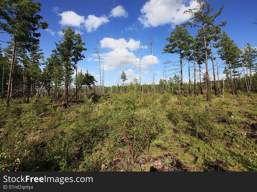 Forest with white clouds and blue sky above