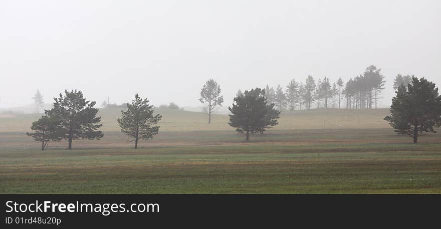 Trees in thick fog,china