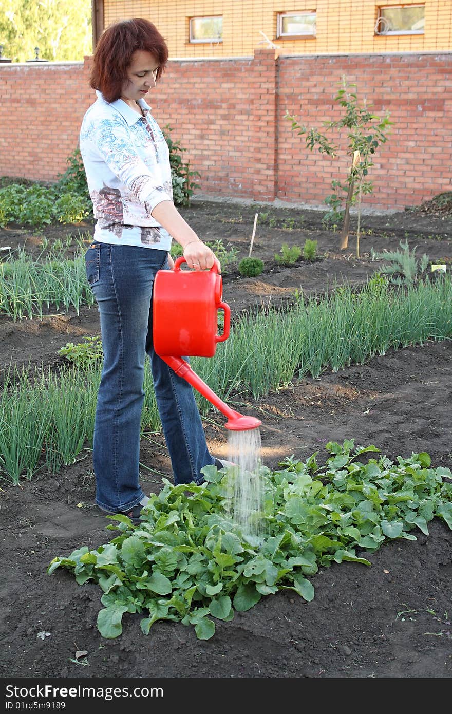 Having watered beds with a radish