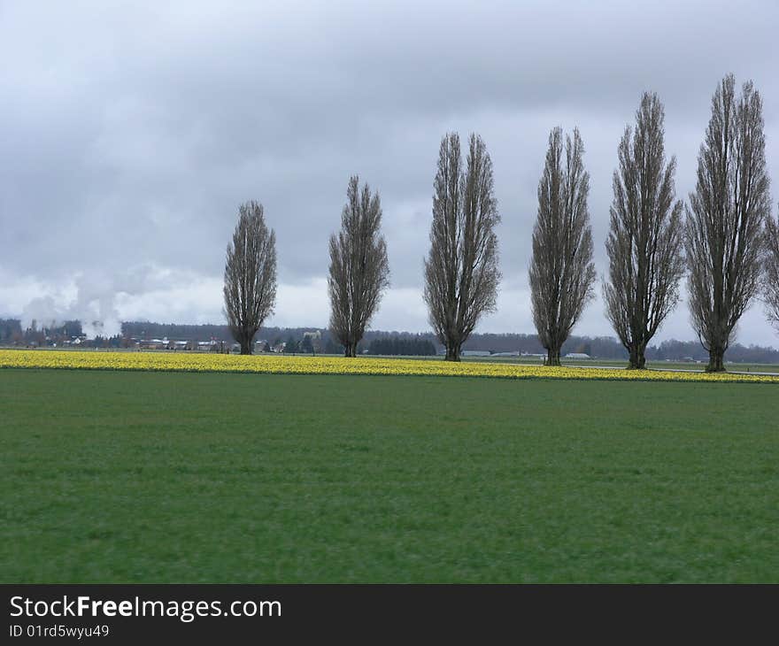 Six trees in a meadow of grass and yellow daffodils. Six trees in a meadow of grass and yellow daffodils.