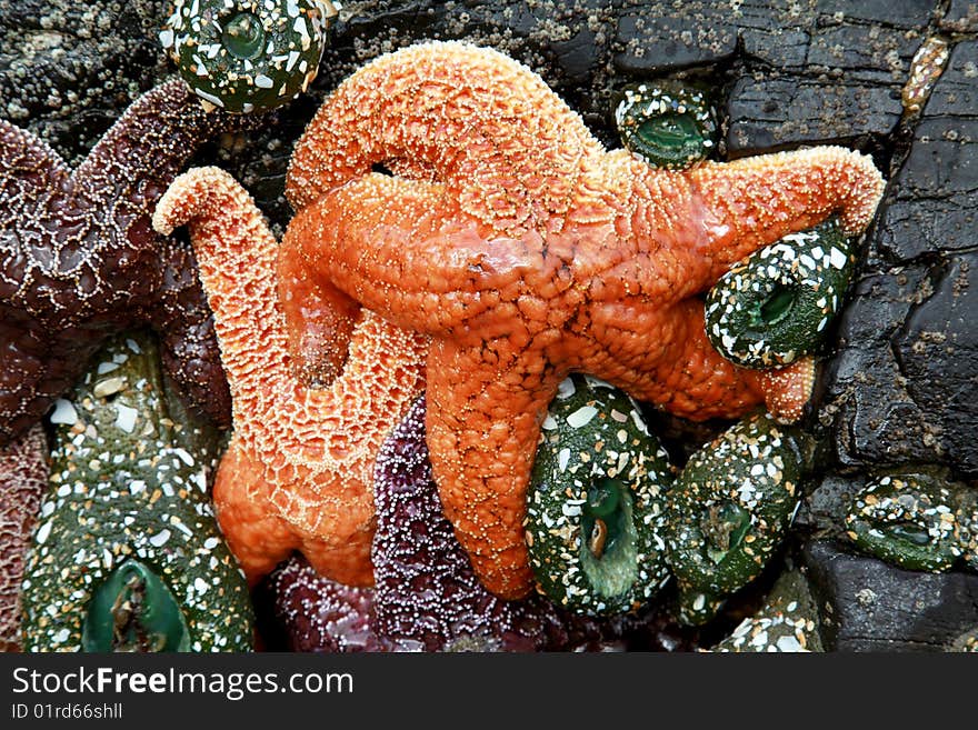 A cluster of starfish and at low tide in Oregon