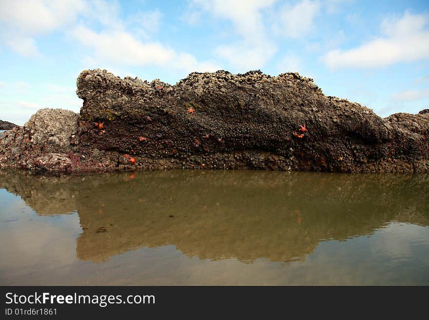 A rock covered with starfish and other sea creatures at extreme low tide. A rock covered with starfish and other sea creatures at extreme low tide