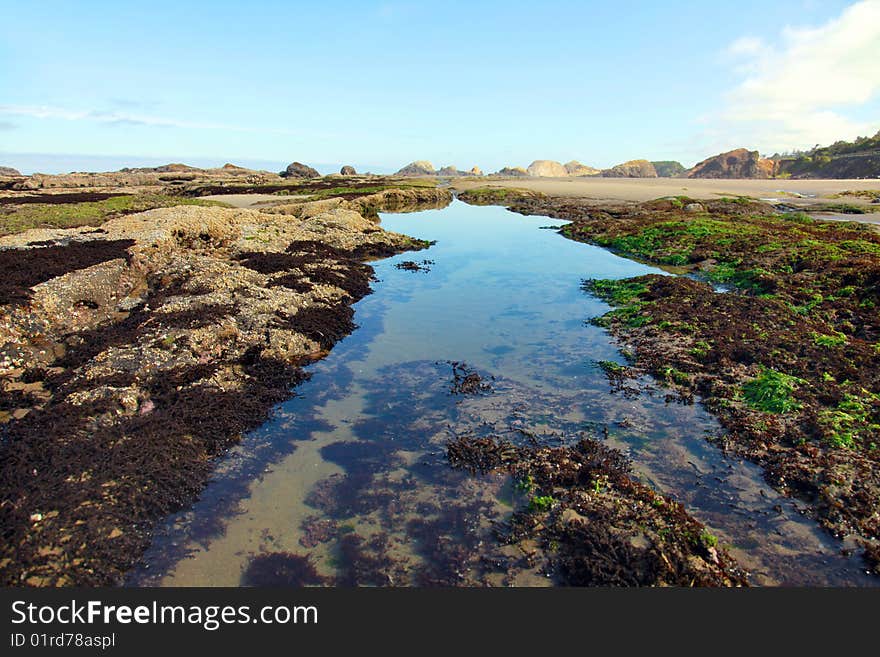 Kelp in a tidepool on the central Oregon coast at extreme low tide