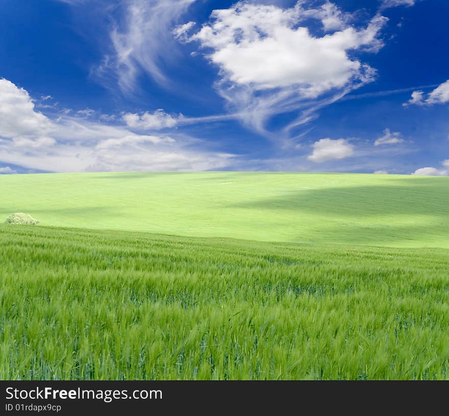 Green grass under blue sky. Green grass under blue sky