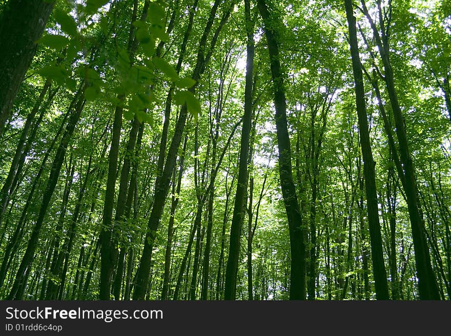 Sunlight in trees of green summer forest