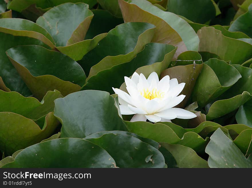 Water lily in the midst of leaves