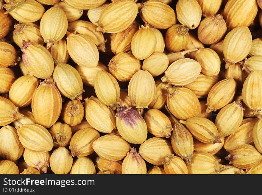 Close Up Coriander Seeds Showing Texture on the Sides of the Seeds and Features at the Ends of the Seeds. Close Up Coriander Seeds Showing Texture on the Sides of the Seeds and Features at the Ends of the Seeds.