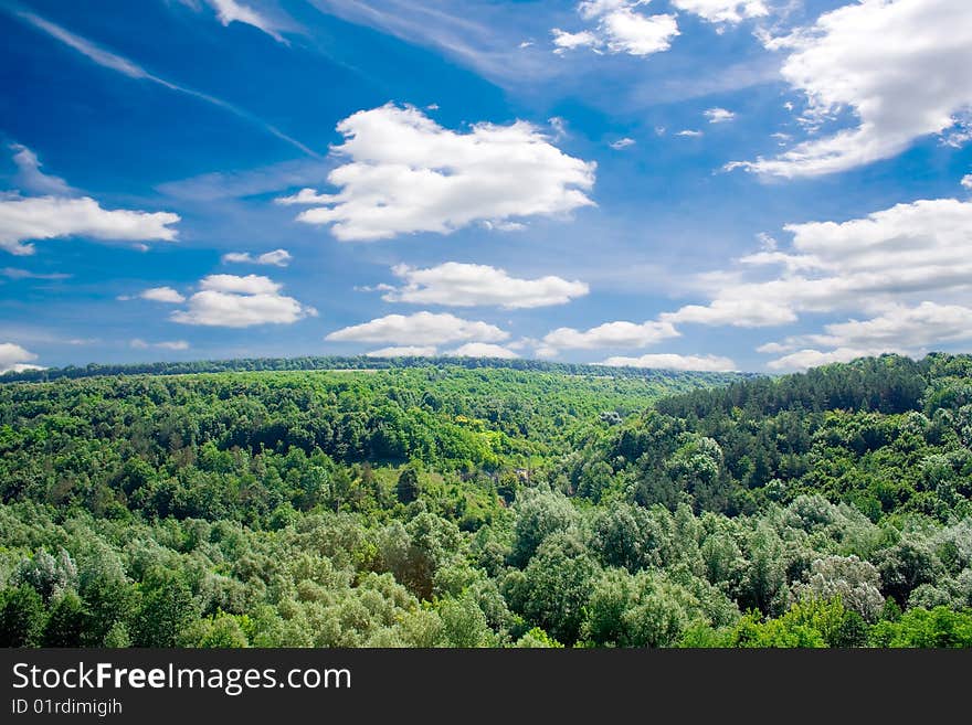 Sunlight in trees of green summer forest