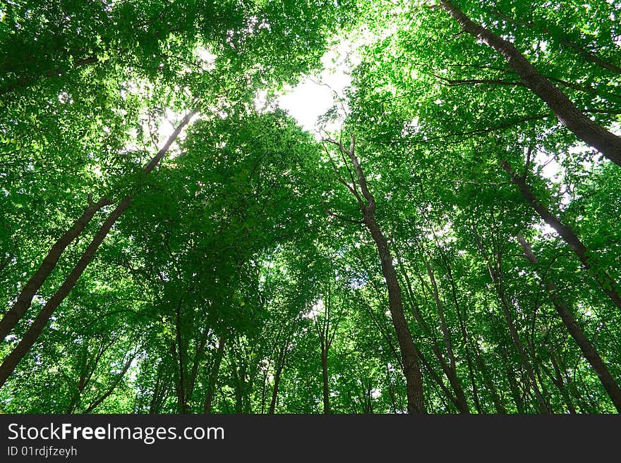 Sunlight in trees of green summer forest