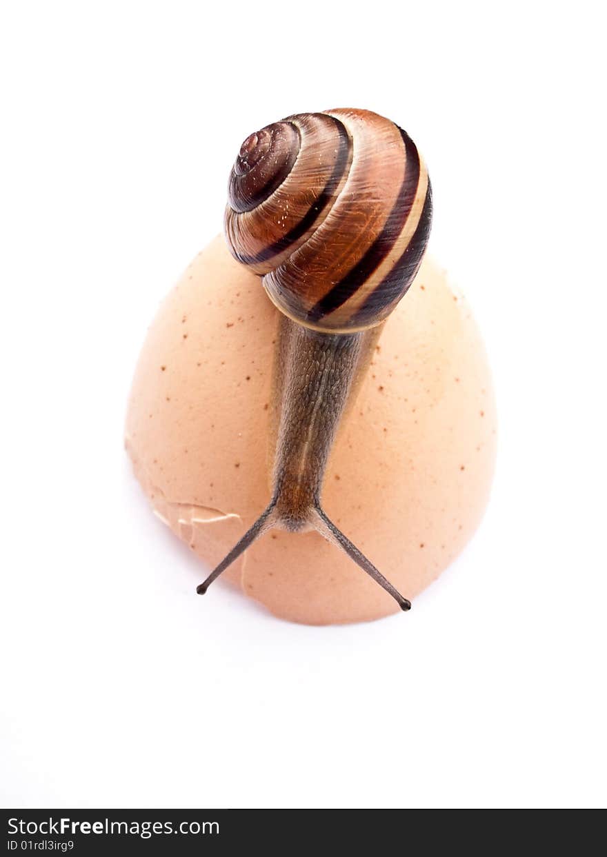 A snail climbing over an empty egg shell. Health concept. A snail climbing over an empty egg shell. Health concept.