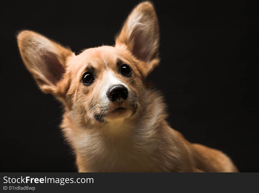 Puppy Welsh Corgi sitting in front of a black  background