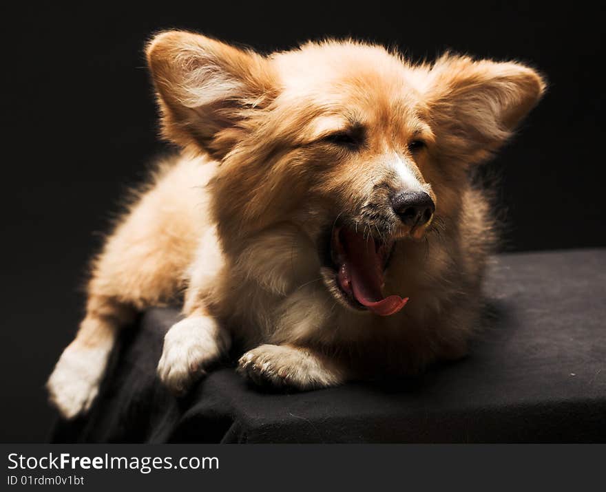 Puppy Welsh Corgi sitting in front of a black  background