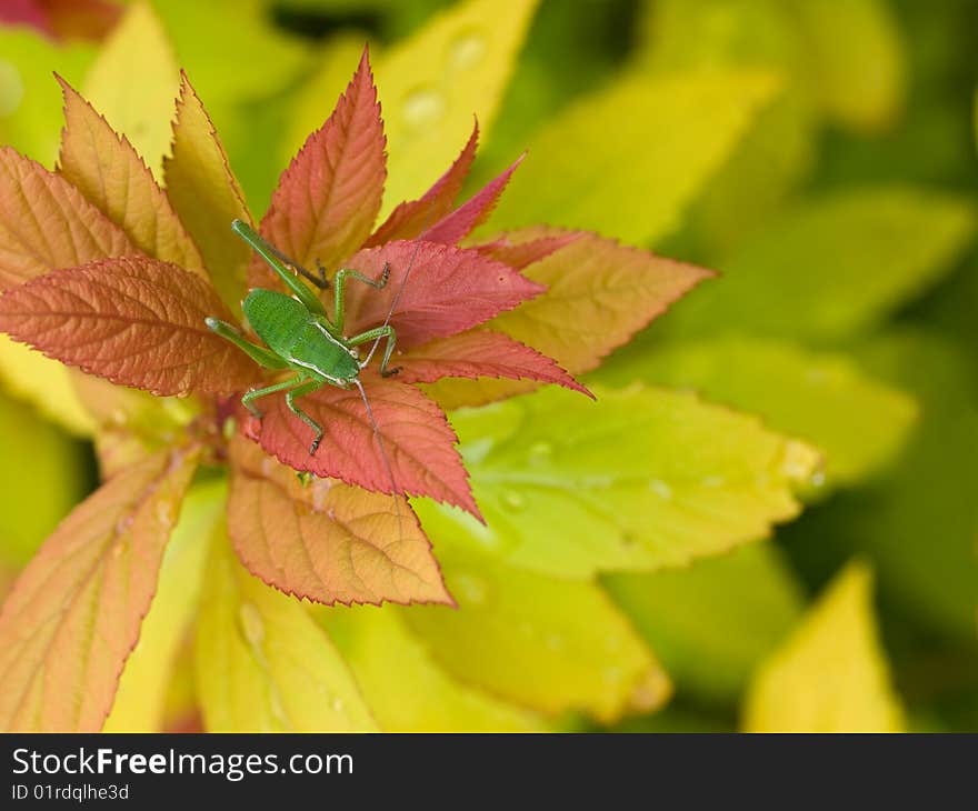 Close-up shot of small green grasshopper sitting on colourful leaves. Close-up shot of small green grasshopper sitting on colourful leaves