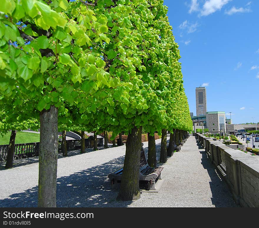 This image is of Box Shape Trimmed Trees. Green and blue are strong colors in this clear image. There are leading lines in the image all drawing attention to the back of the image.