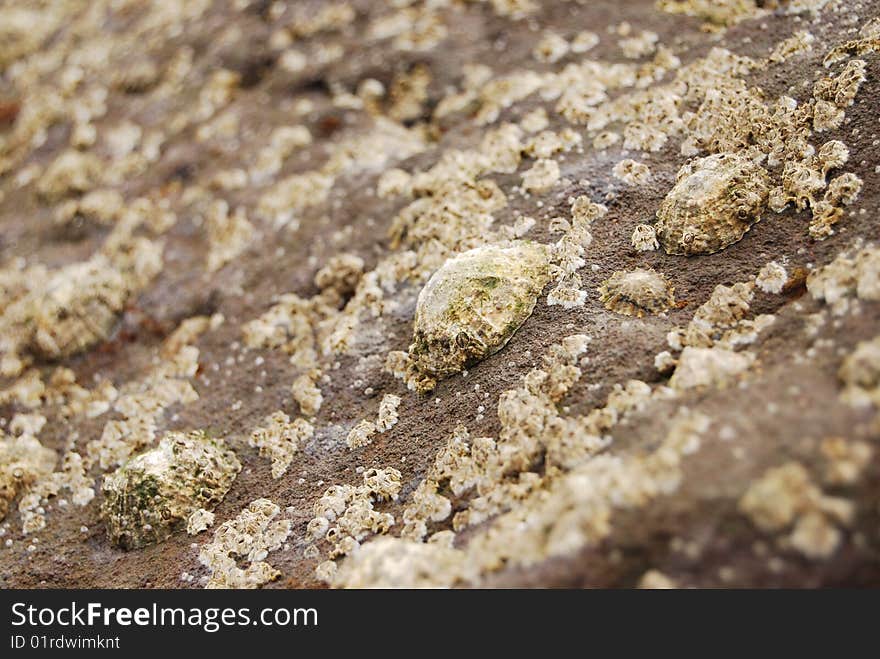 Limpets and barnacles