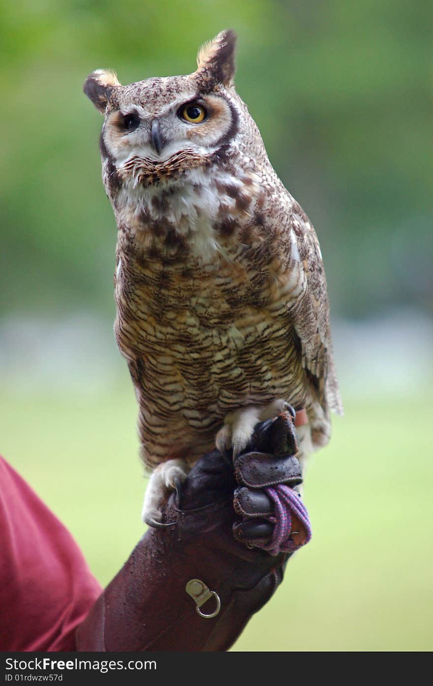 Great horned owl perched on trainer's gloved hand