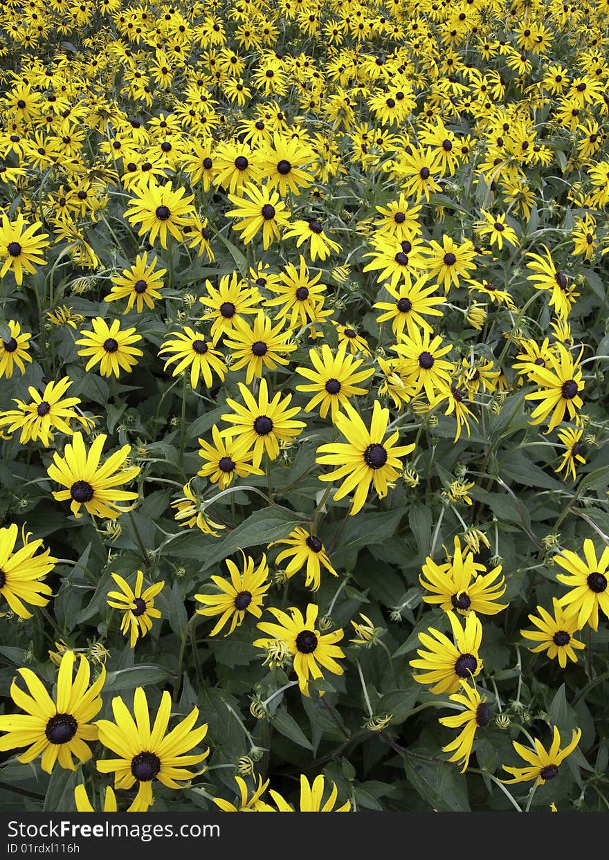 Flower-black eye susan