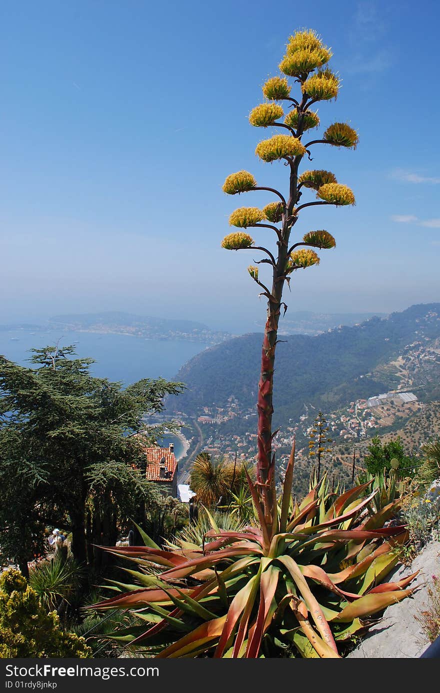 Detail from the Tropical Gardens at Eze, Cote D'Azure. Detail from the Tropical Gardens at Eze, Cote D'Azure.