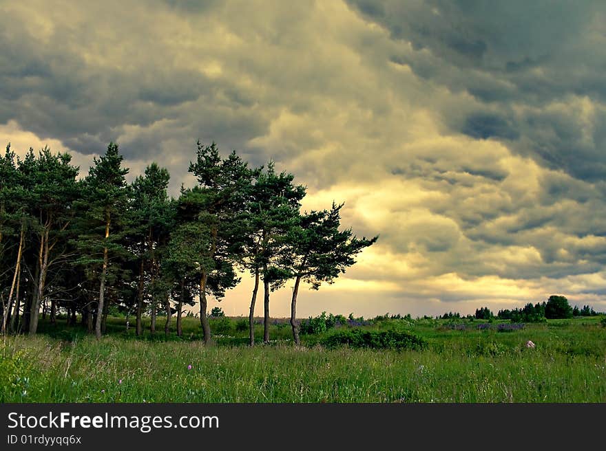 Nature in the strong rain. Nature in the strong rain