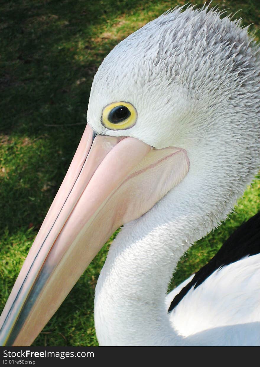 Closeup of pelican head and neck showing eye detail