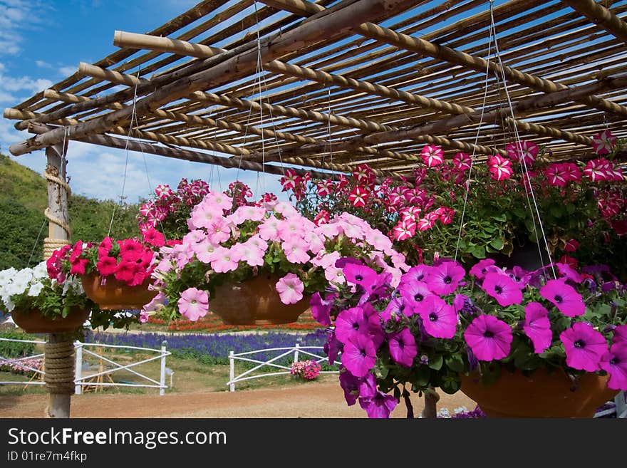 Colorful flowers in a garden with blue sky. Colorful flowers in a garden with blue sky.