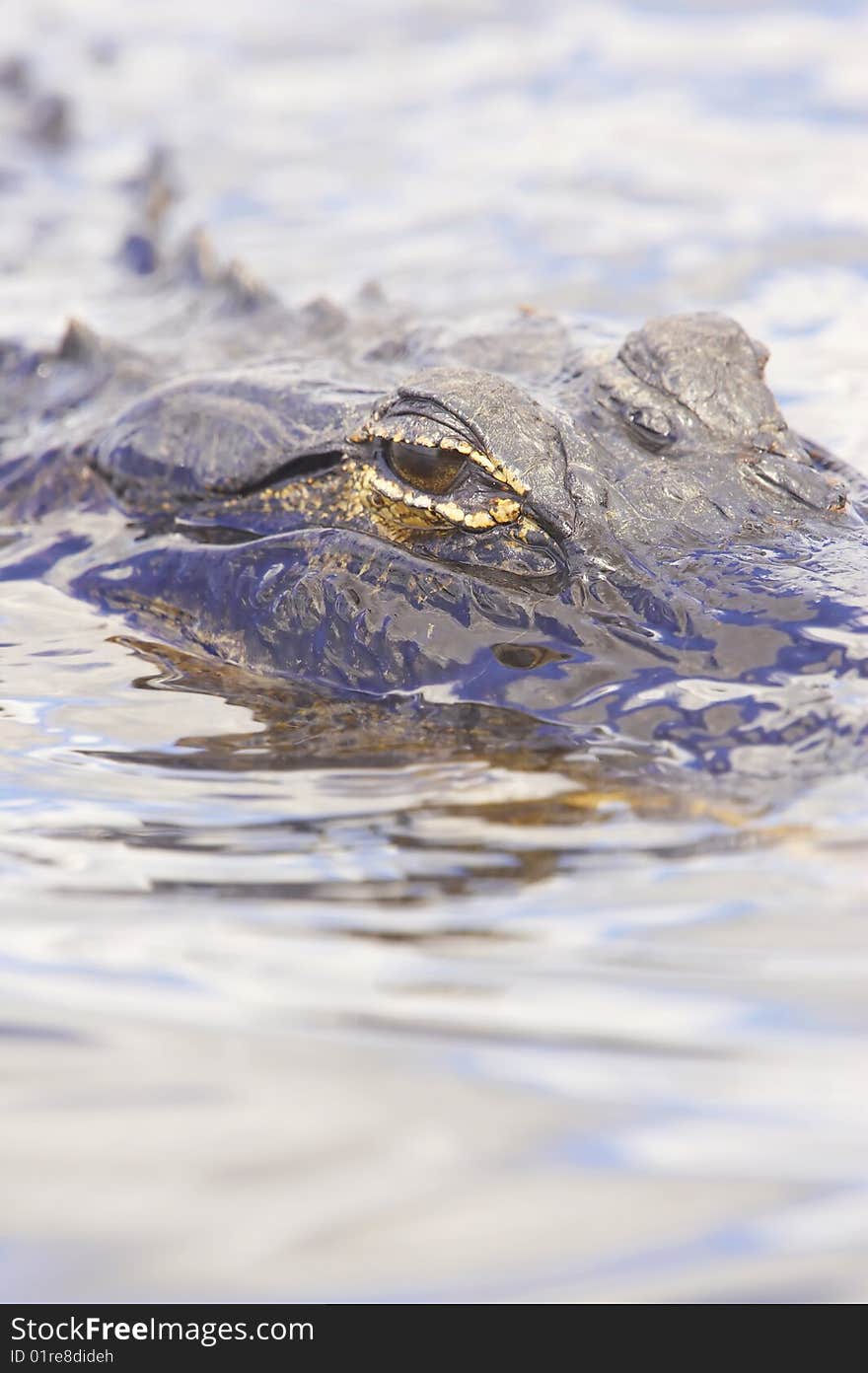 Close up of alligator's head. Close up of alligator's head