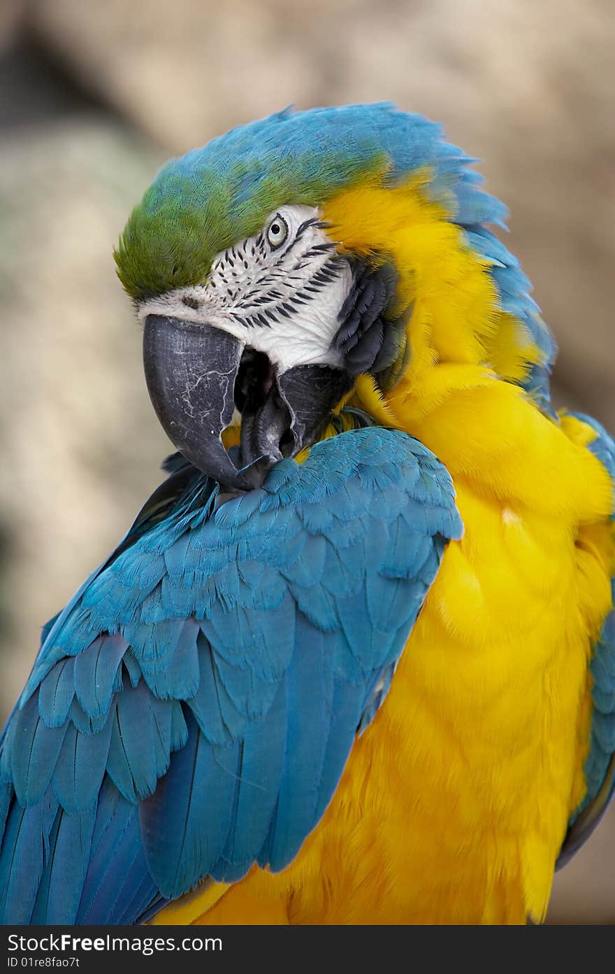 Portrait of a blue and gold macaw