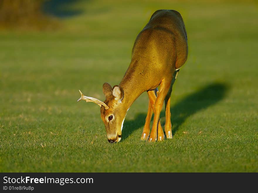 Buck feeding  on grass