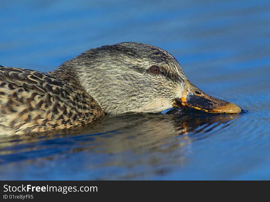 Mallard Drinking