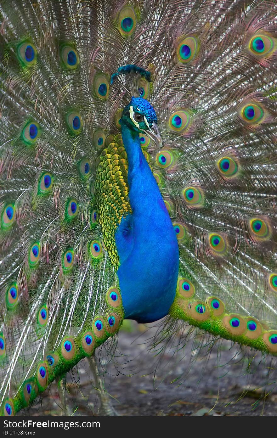 Peacock display