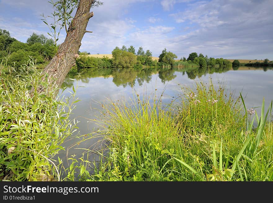 Tree By The Lake