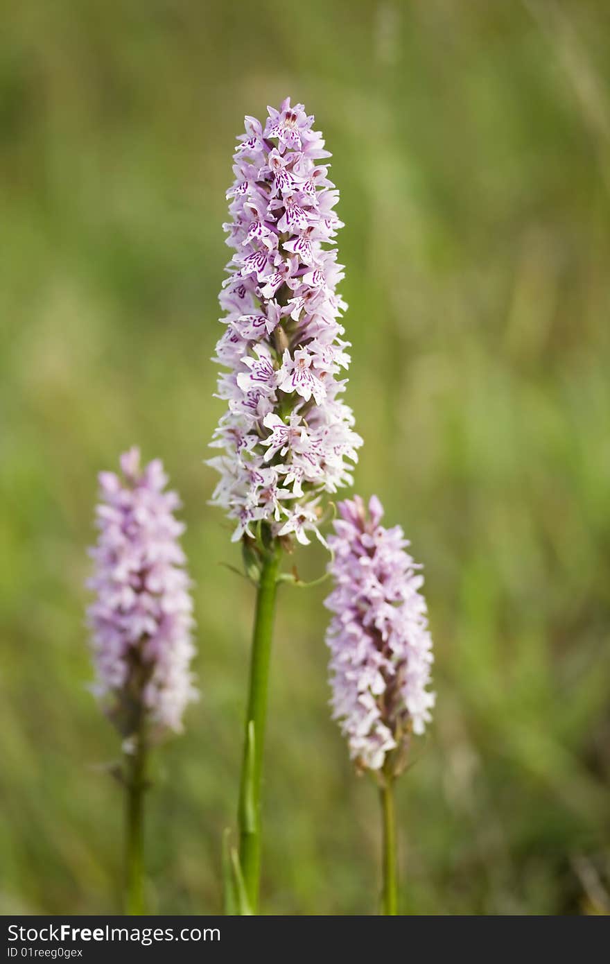 Common spotted orchid flower in a meadow