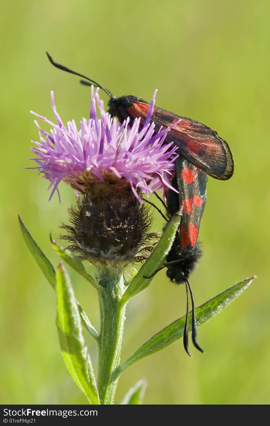 Mating five spotted burnet moths