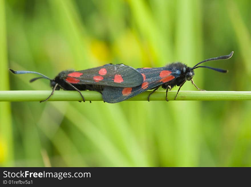 Mating five spotted burnet moths